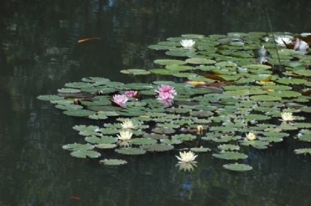 Connect Coaches Garden Tours Image -62b992dc3b99b